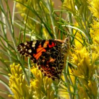 American Painted Lady, Vanessa virginiensis