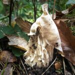 Helvella crispa