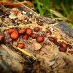 Scutellinia scutellata