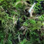Xylaria longipes