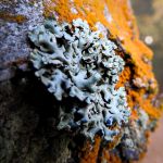 Hypogymnia spp.