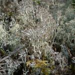 Cladonia (Reindeer Lichen)