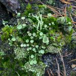 Cladonia (pixie-cup)