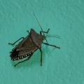 Shieldbug