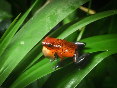 Oophaga pumilio - Blue-jeans frog