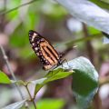 Eueides isabella