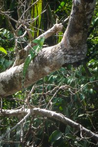 Green basilisk (Basiliscus plumifrons)