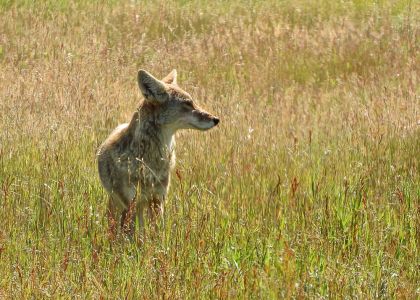 Coyote (Canis latrans)