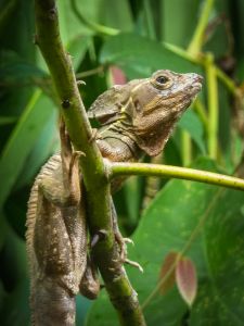 Green Iguana (Iguana iguana)