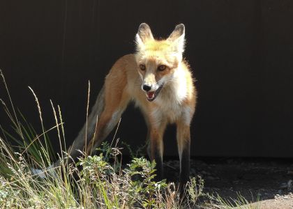 Rocky Mountain Red Fox