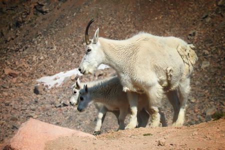 Mountain goat (Oreamnos americanus)