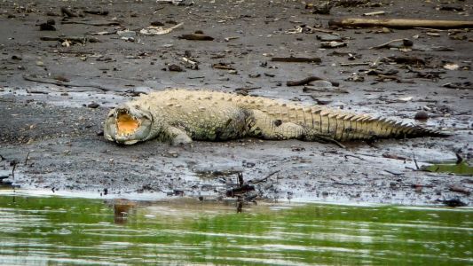 American crocodiles (Crocodylus acutus)