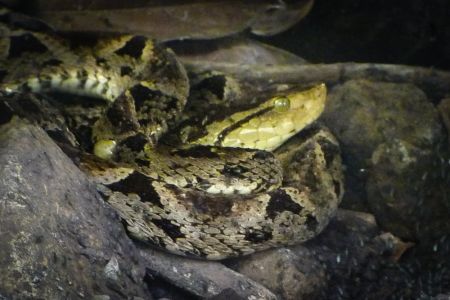 Fer-de-lance (Bothrops asper)