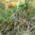 Wasp spider