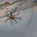 Raft spider