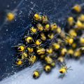Baby spiders
