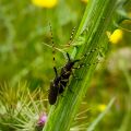 Longhorn beetles (Cerambycidae Sp.)