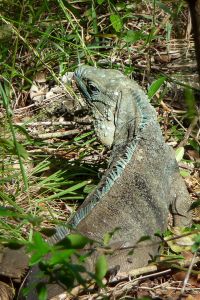 Blue iguana (Cyclura lewisi)