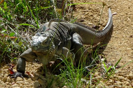 Blue iguana (Cyclura lewisi)