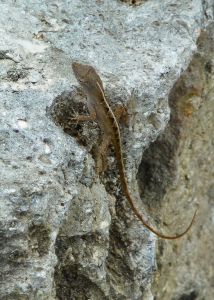 Anolis sagrei, Brown Anole
