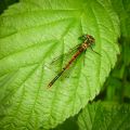 Large red damselfly (Pyrrhosoma nymphula)