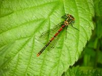 Large red damselfly (Pyrrhosoma nymphula)