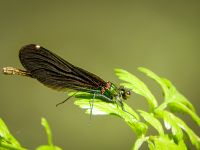 Beautiful Demoiselle (Calopteryx virgo)