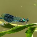 Banded Demoiselle (Calopteryx splendens)
