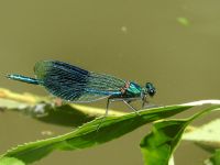 Banded Demoiselle (Calopteryx splendens)