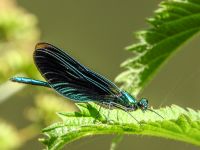 Beautiful Demoiselle (Calopteryx virgo)
