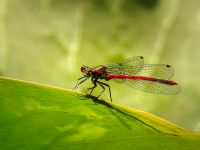 Large red damselfly (Pyrrhosoma nymphula)