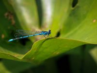 Common blue damselfly