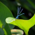 Common Blue Damselfly (Enallagma cyathigerum)