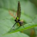 Beautiful Demoiselle (Calopteryx virgo)