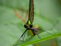 Beautiful Demoiselle (Calopteryx virgo)