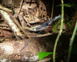 Helicopter damselfly (Megaloprepus caerulatus)