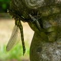 Southern hawker (Aeshna cyanea)