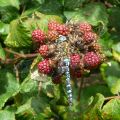 Southern Migrant Hawker (Aeshna affinis)