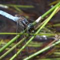 Keeled skimmer (Orthetrum coerulescens)