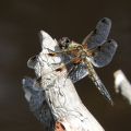 Four-spotted Chaser (Libellula quadrimaculata)
