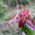 Elephant hawk-moth (Deilephila elpenor)