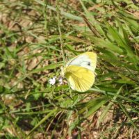 Small White, Pieris rapae