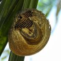 Wasp nest