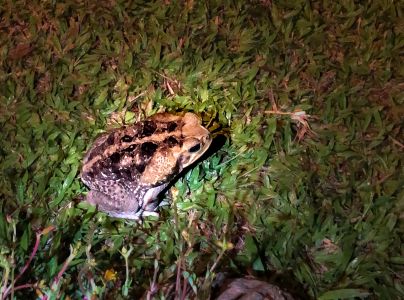 Cane Toad (Rhinella marina)