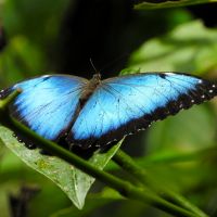 Morpho helenor insularis