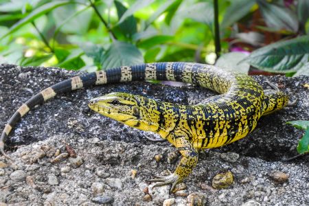 Gold tegu lizard (Tupinambis teguixin)