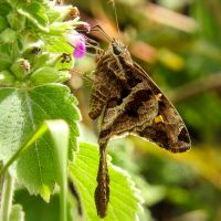 Dorantes Longtail (Urbanus dorantes)