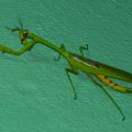 Stagmatoptera septentrionalis