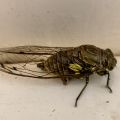 Giant Cicada (Quesada gigas)