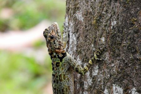 Collared Tree Lizard (plica plica)